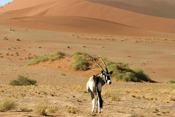 desert-national-park-jaisalmer