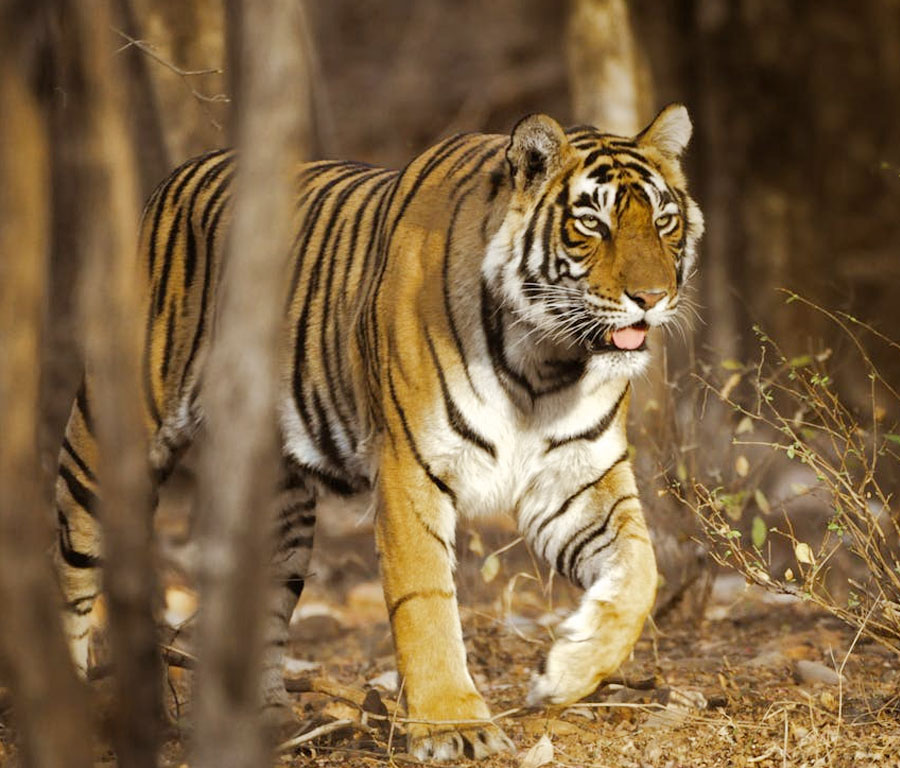 ranthambore